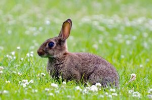 keep bunnies out of the garden