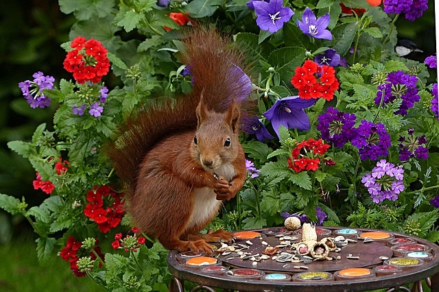 How To Keep Squirrels Out Of The Garden Keep Animals Out Of Garden