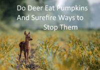 Do Deer Eat Pumpkins