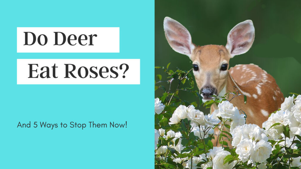 Do Deer Eat Roses and 5 Ways to Stop Them Now